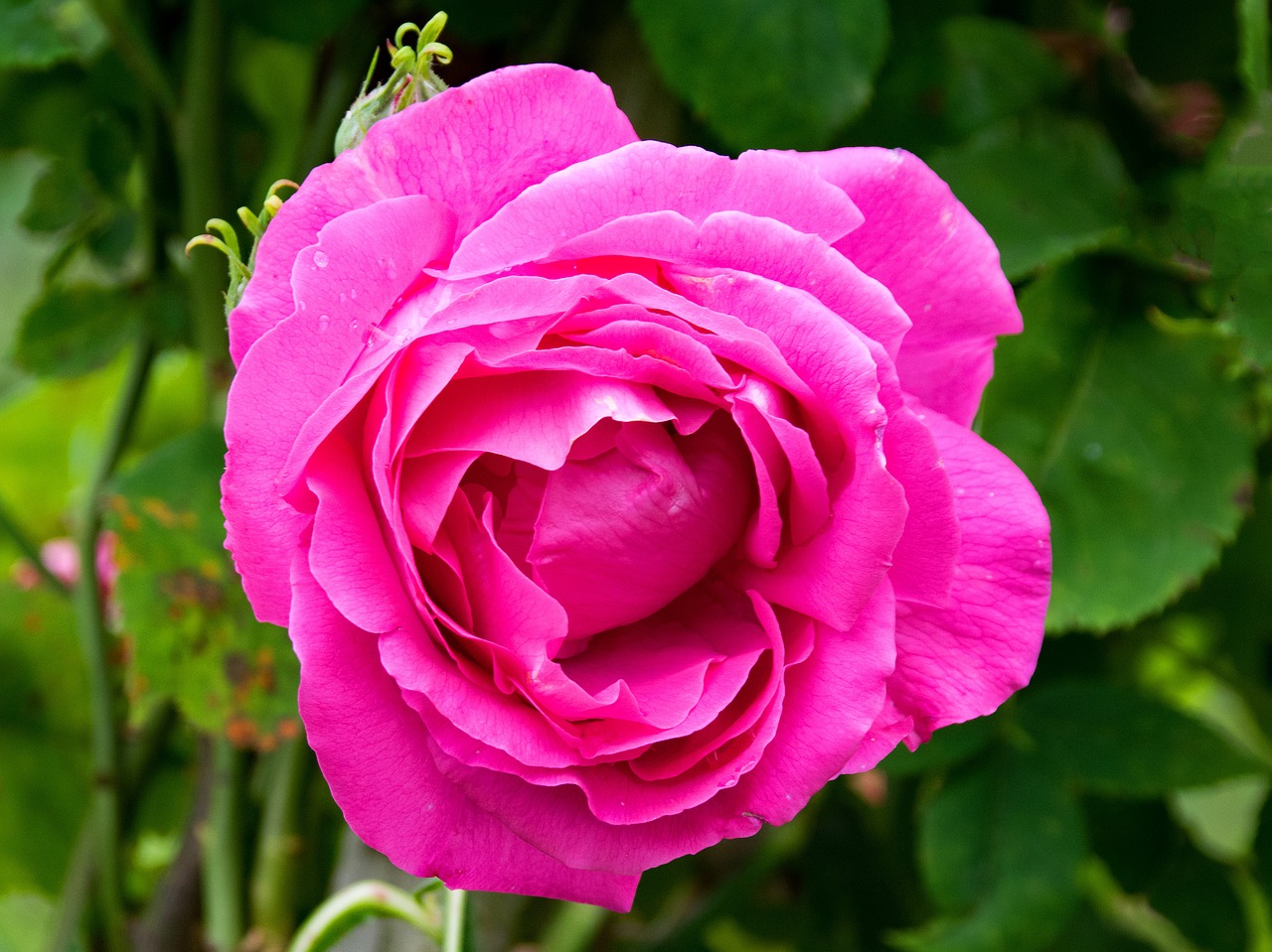 historic rose ulrich brunner fils flowers free photo