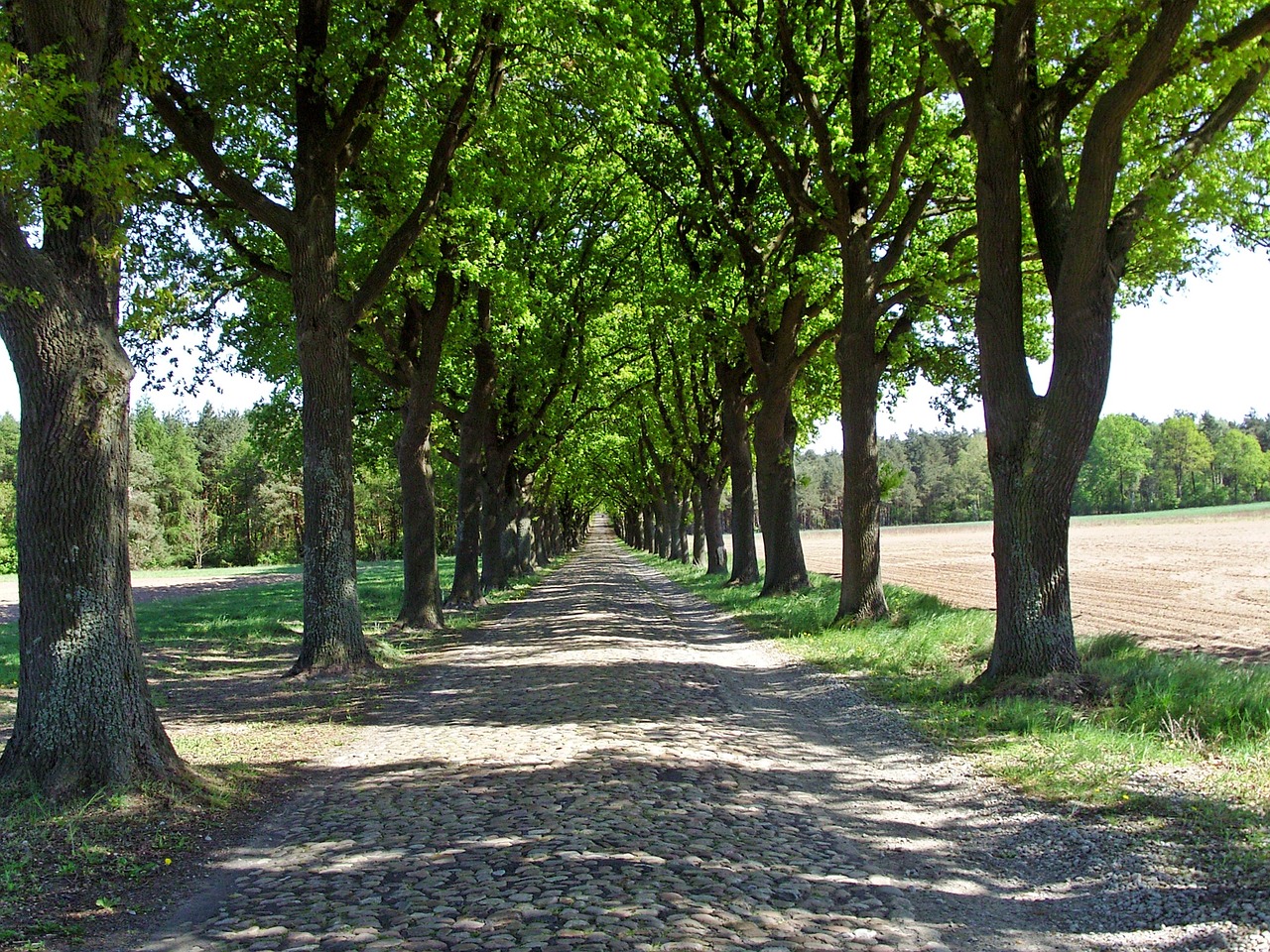 historical road verden of all avenue free photo