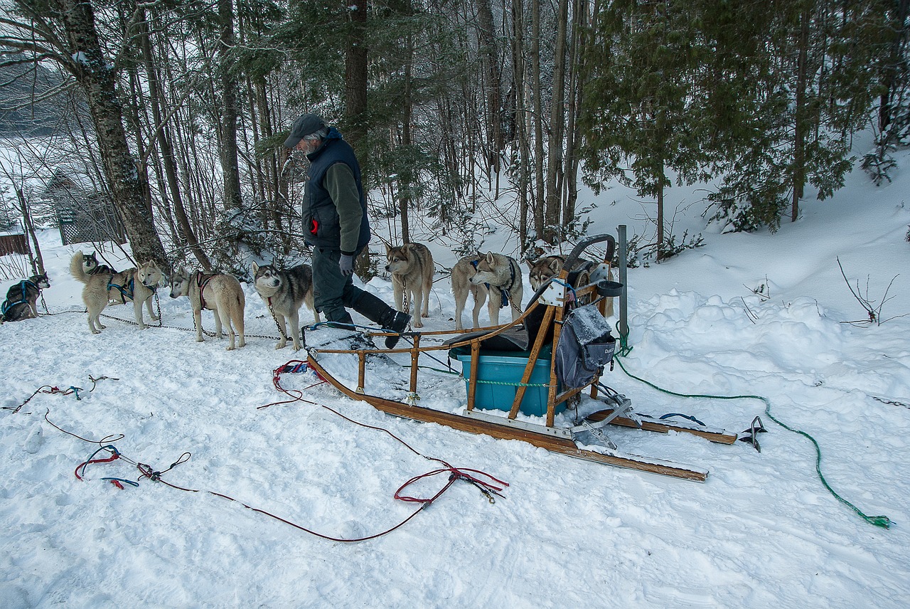 hitch sled dogs sled free photo