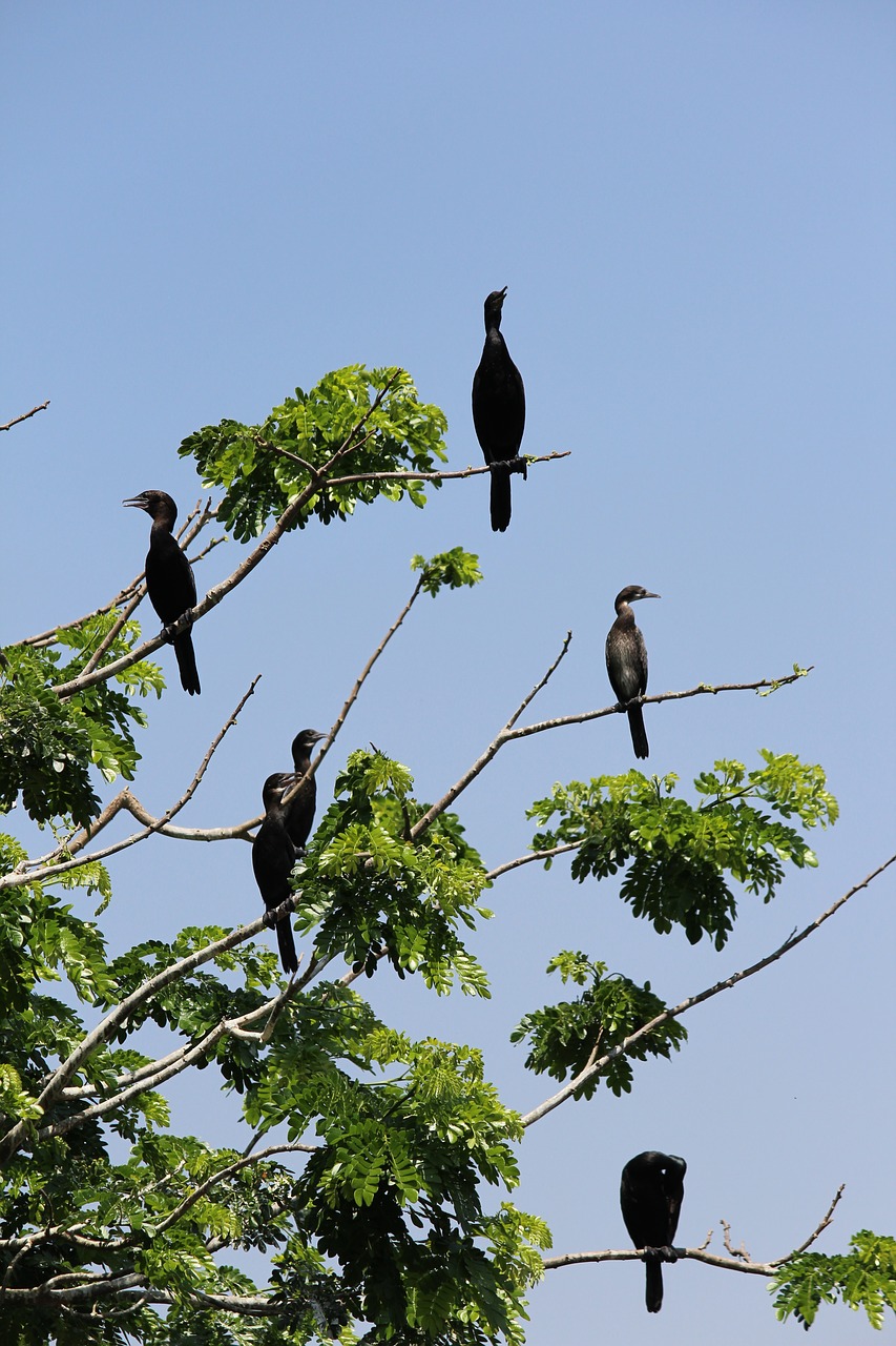 hitchcock birds tree free photo