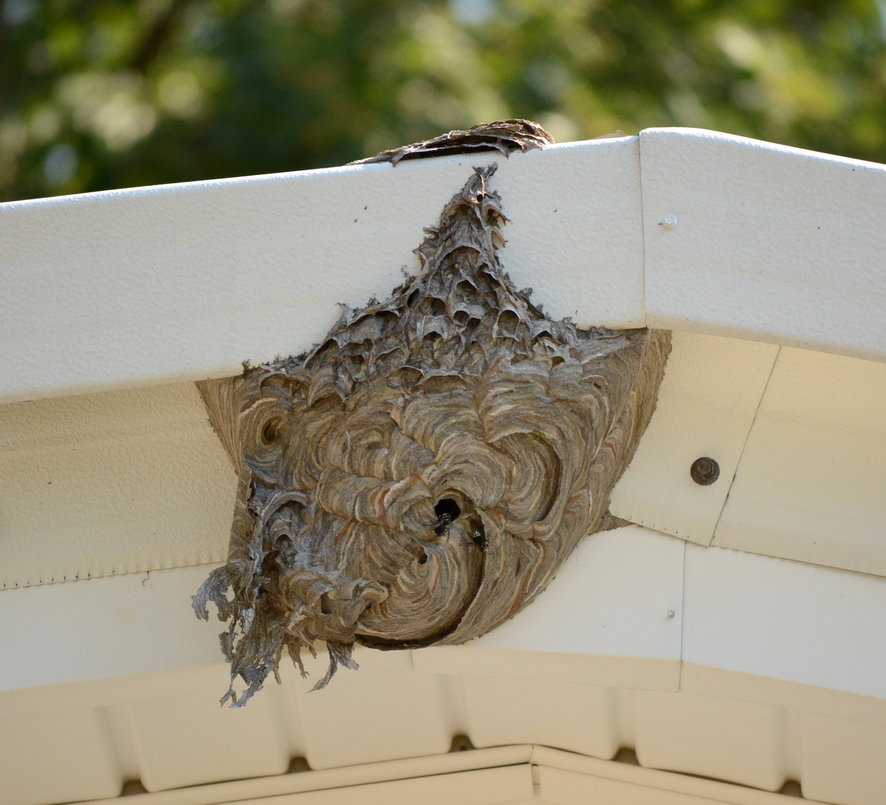 hive bee nest free photo