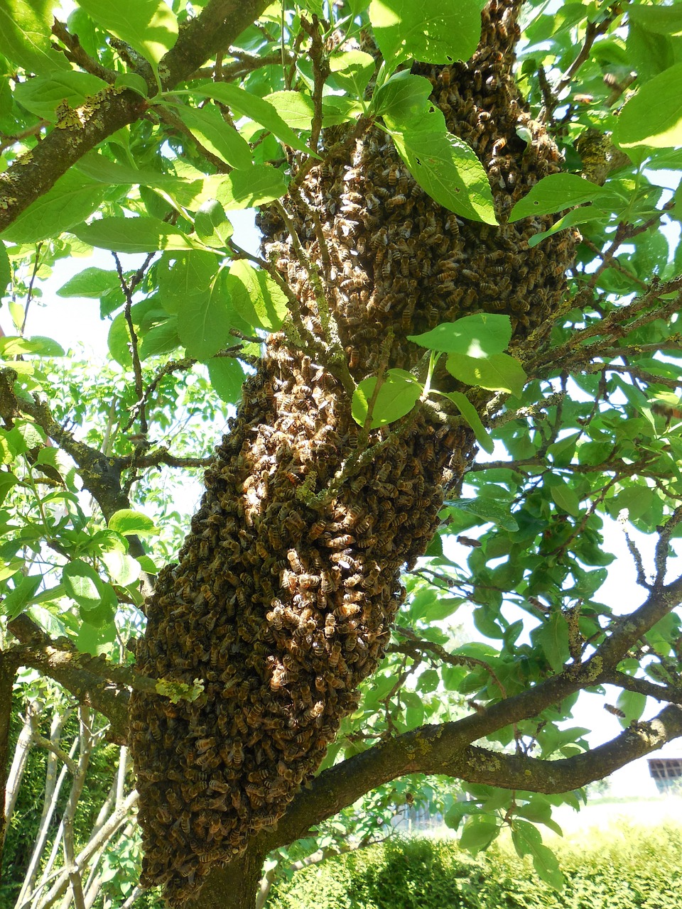 hive bees tree free photo