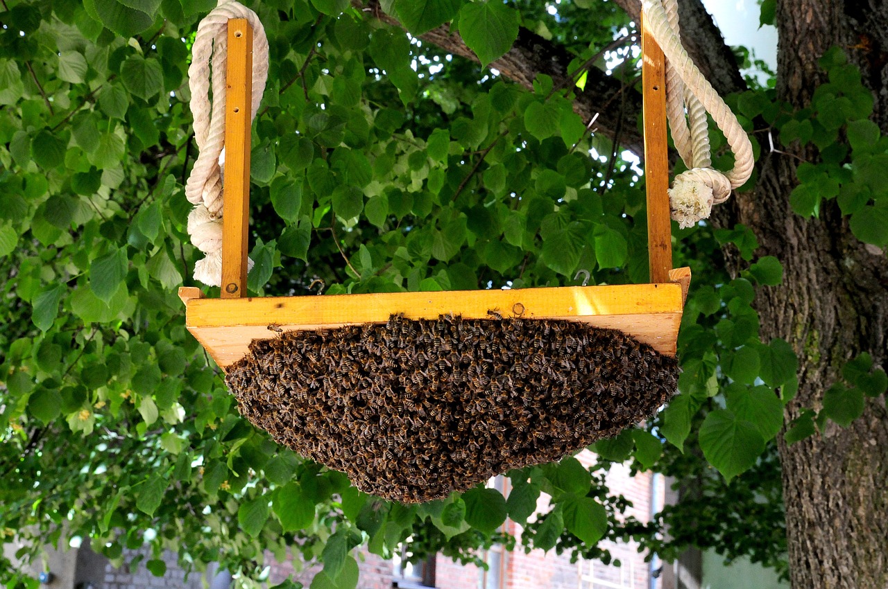 hive bees beekeeping free photo