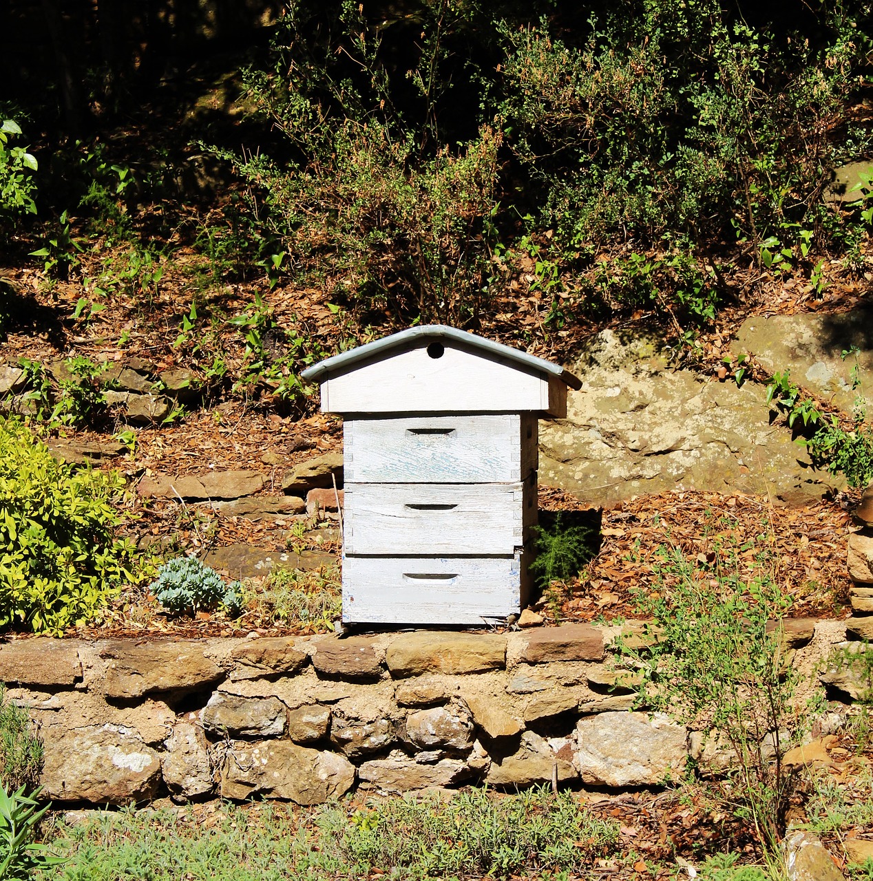 hive beekeeping garden free photo