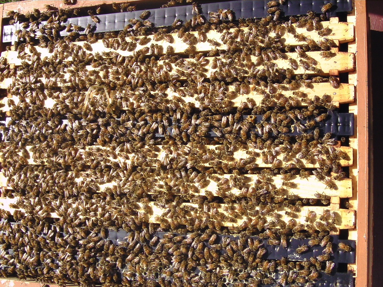 hive apis mellifera free photo