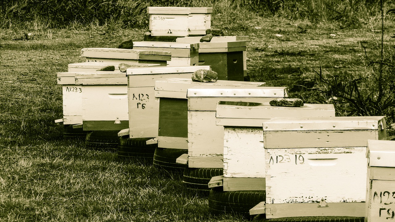 hive beehive apiculture free photo