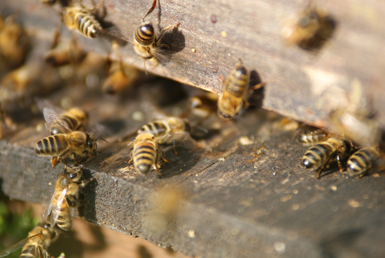 hive bees beekeeper free photo