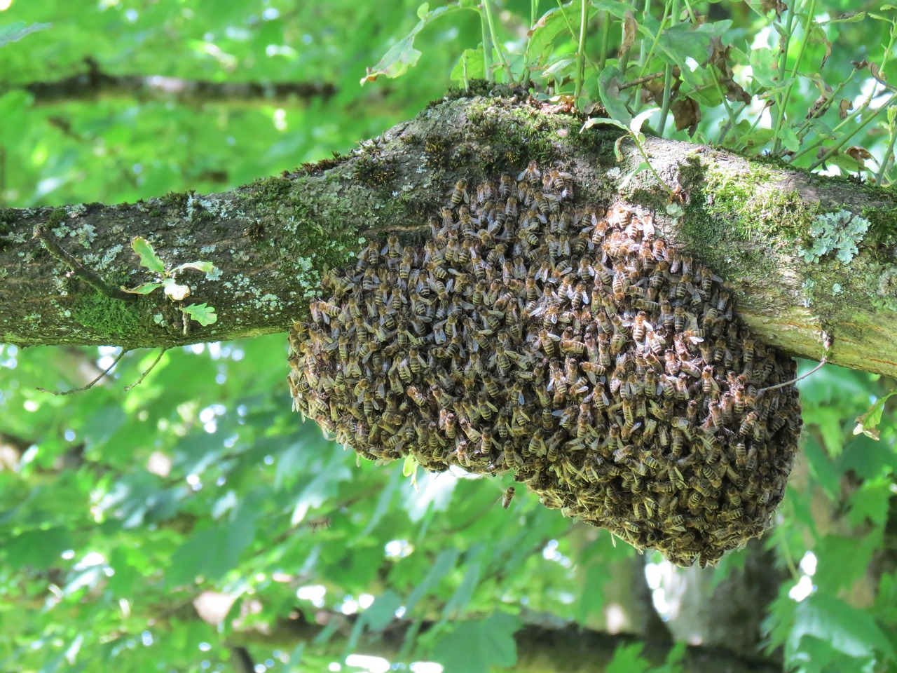 hive flown free pictures free photo