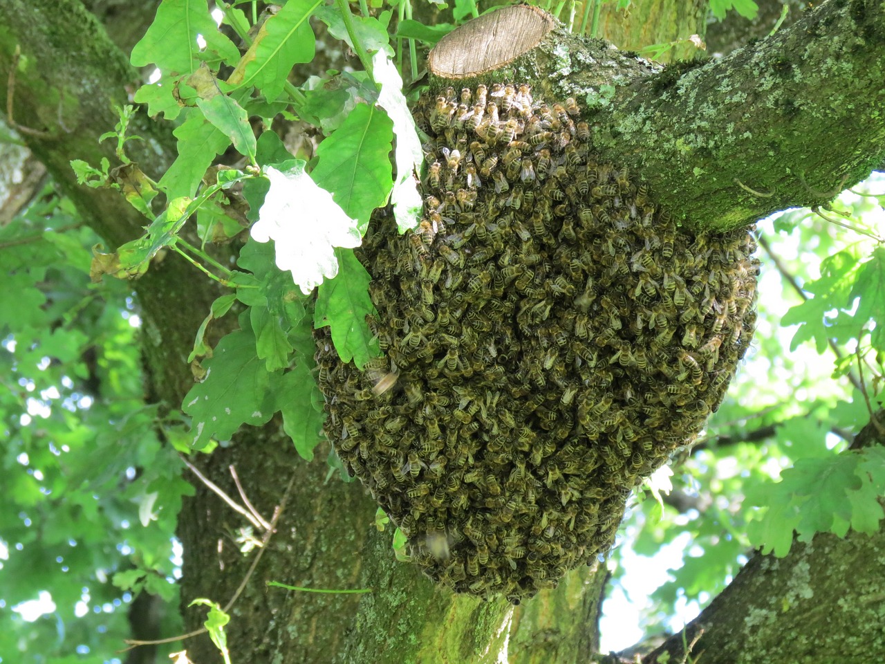 hive swarm bees free photo