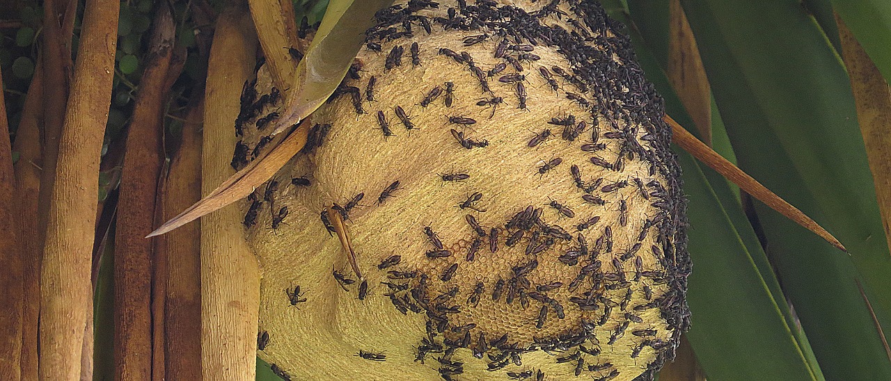 hive wasps grinders free photo