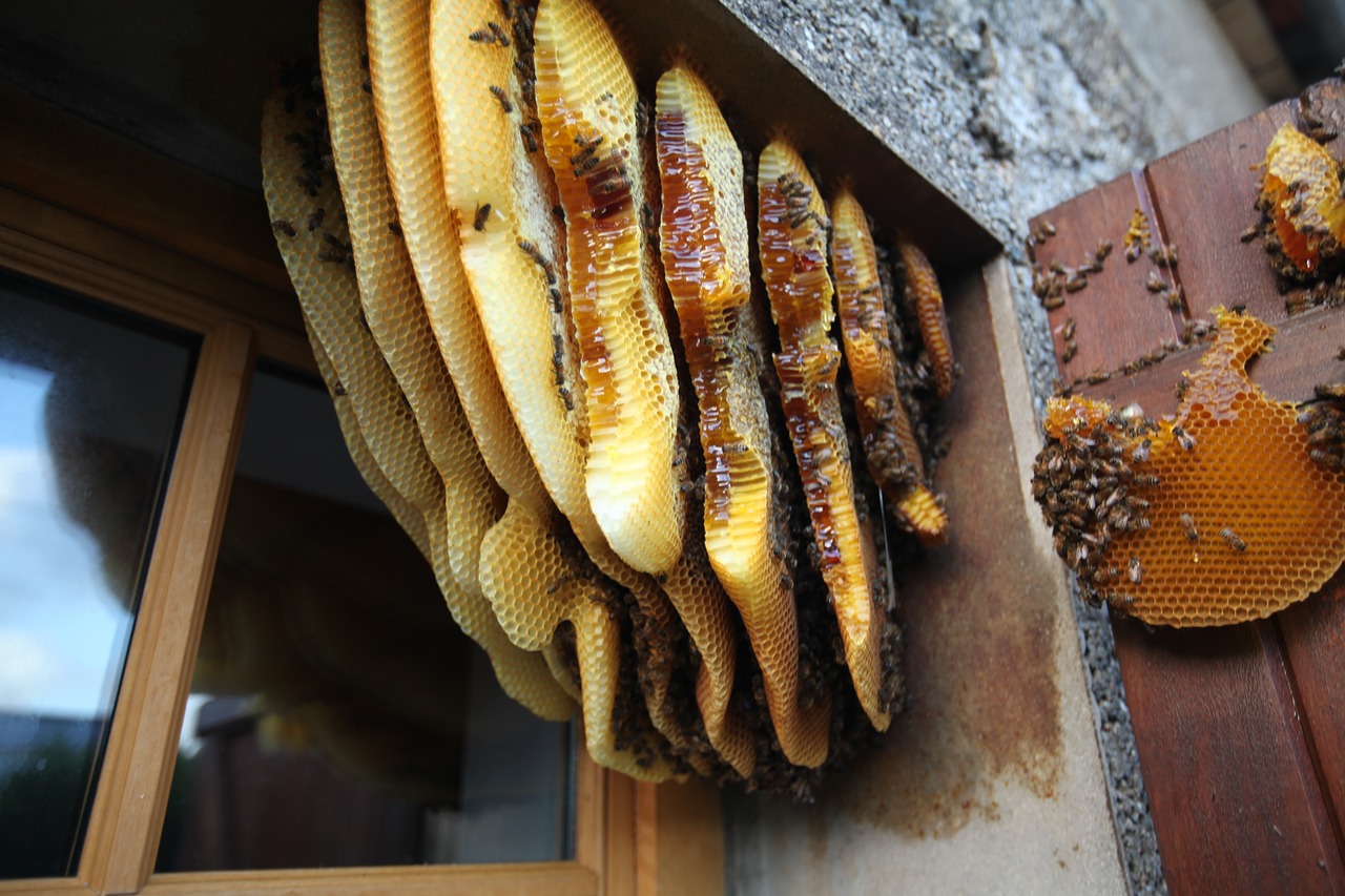 hive behind the shutters free pictures free photo