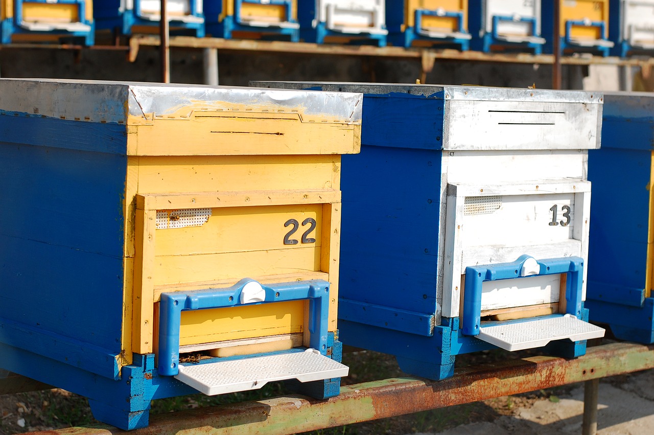 hives  bees  beekeeping free photo