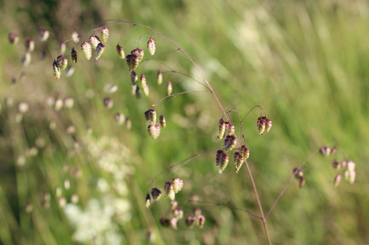 hjertegræs briza media heart grass free photo