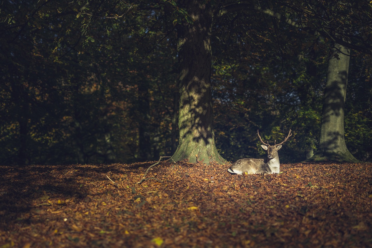 hjort  deer  forest free photo