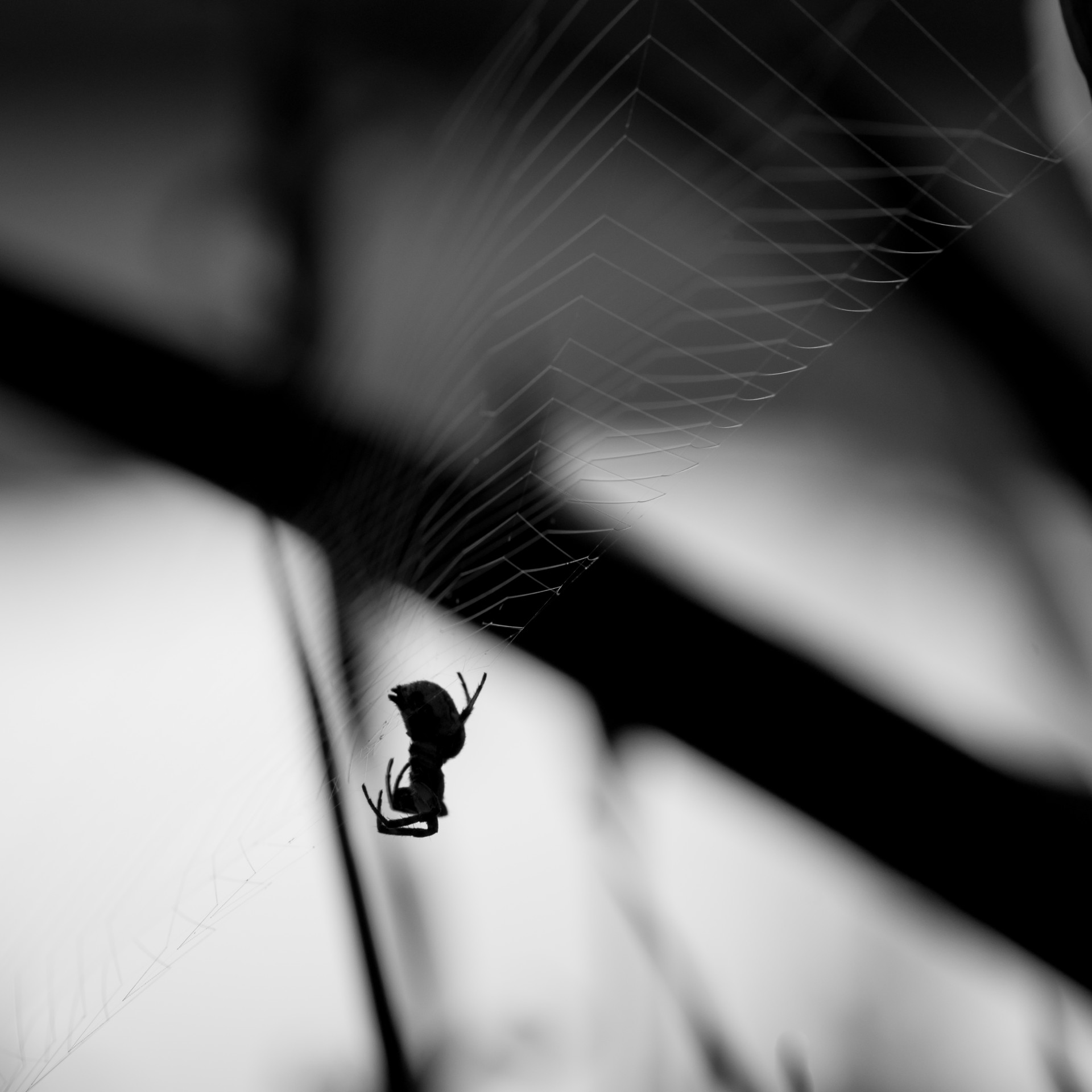 abstraction spider nature free photo