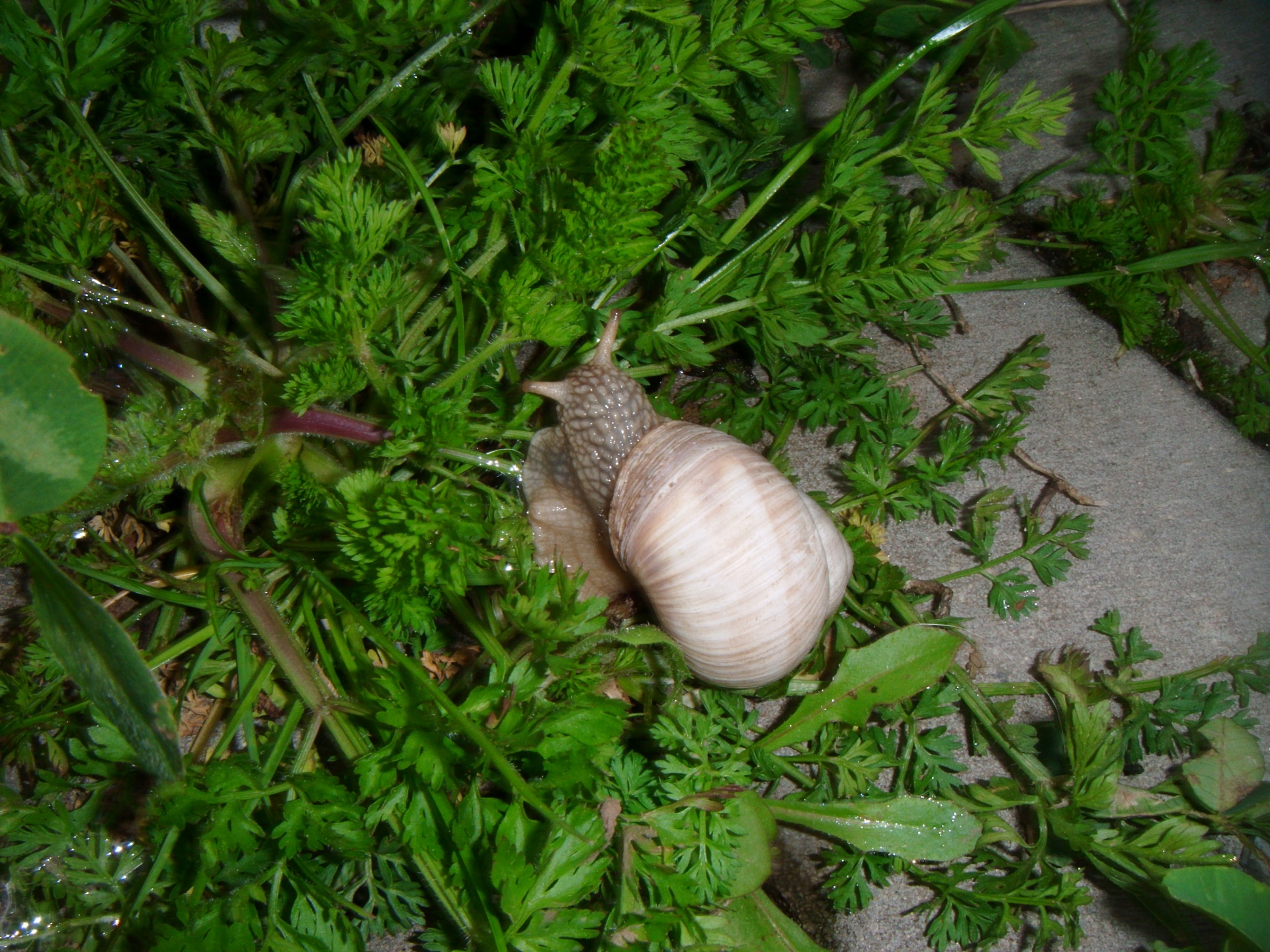 snail snails slug free photo