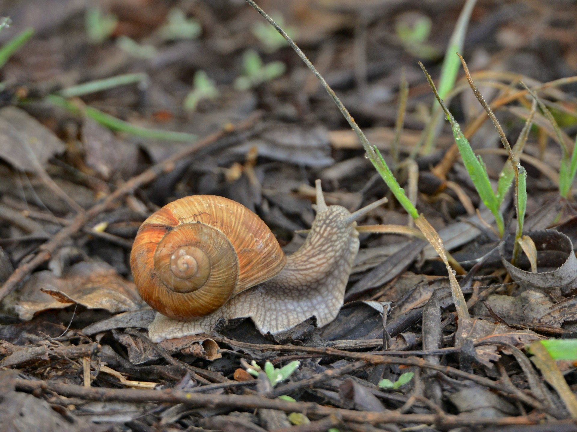 helix pomatia snail garden free photo