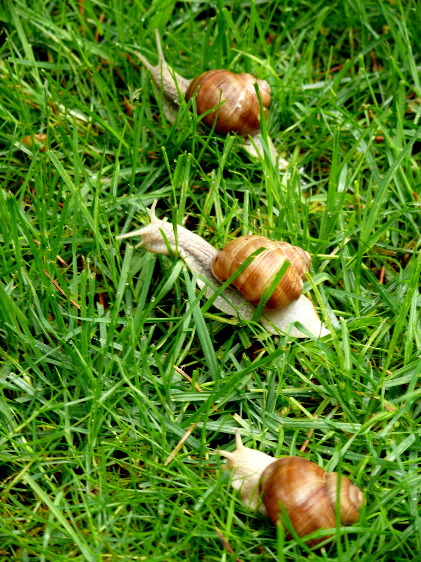 snail grass snails free photo