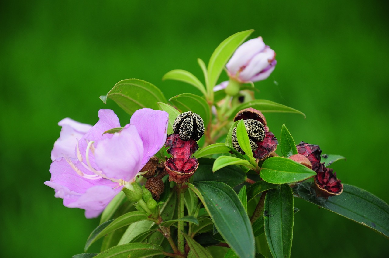 melastoma purple flower free photo