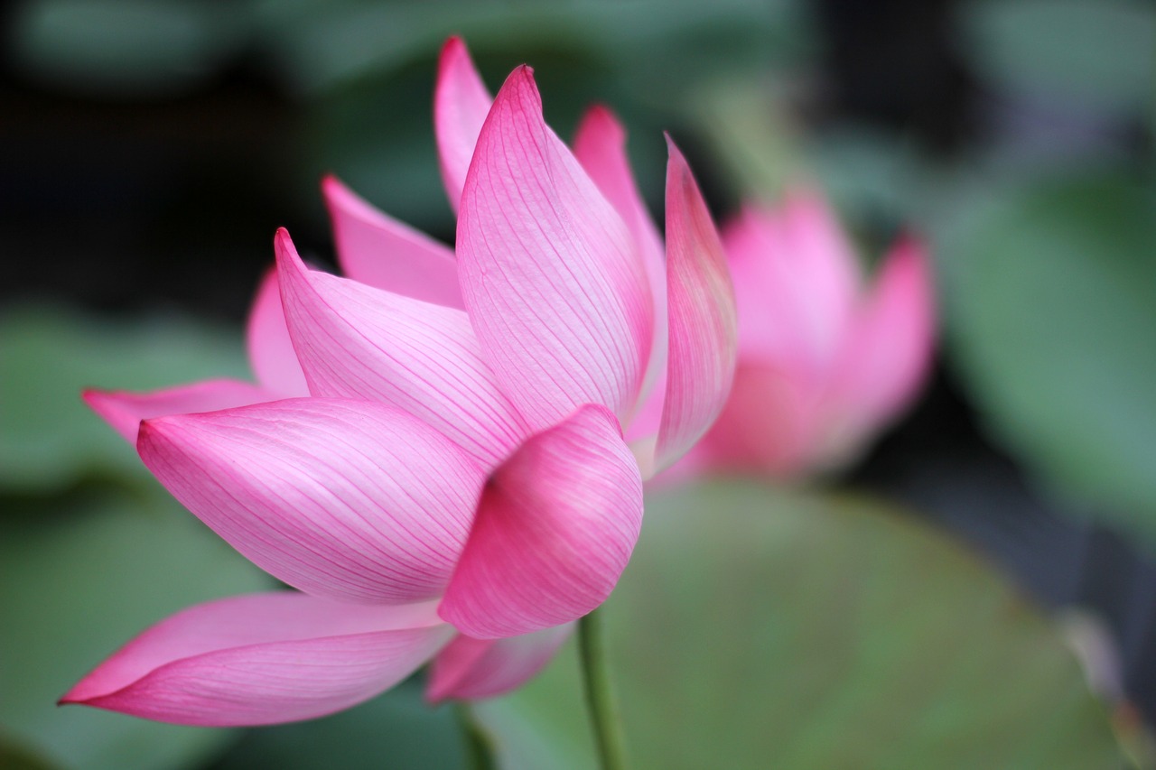 hoa sen vietnam lotus free photo