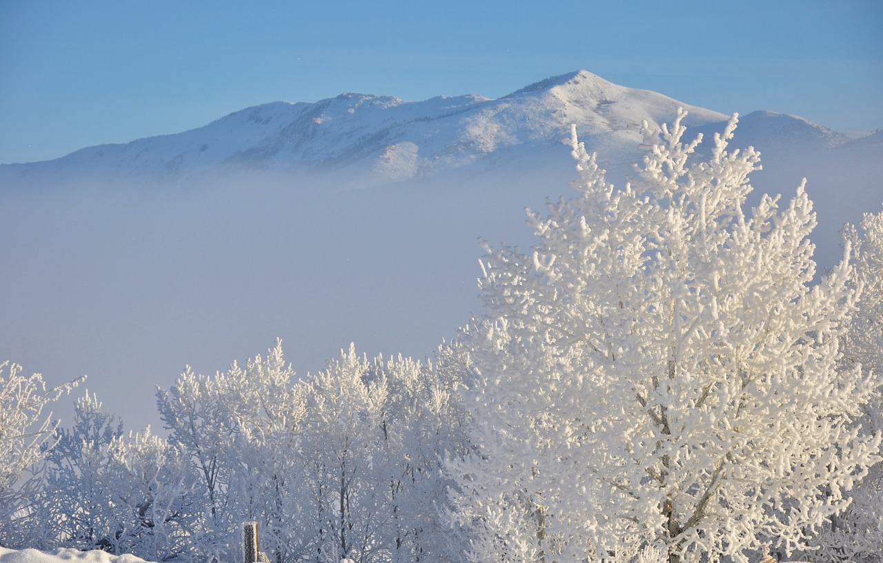 hoar frost snow white winter landscape free photo