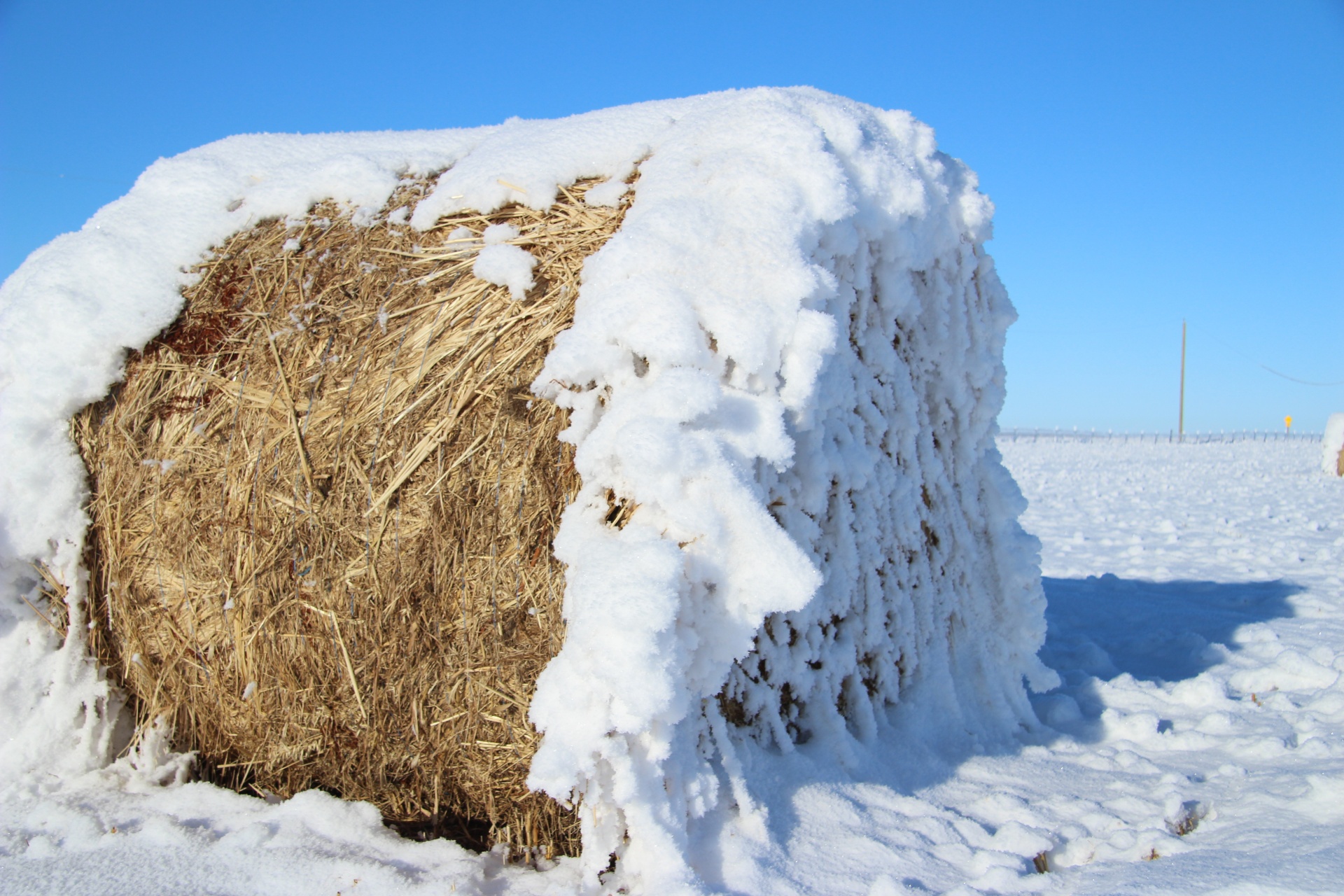 hoar frost hay free photo