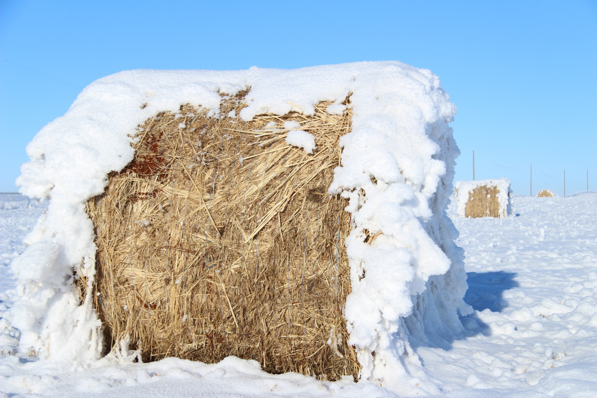 hoar frost hay free photo