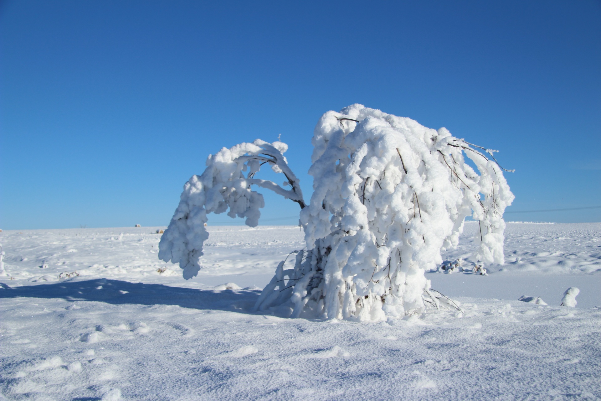 hoar frost tree free photo