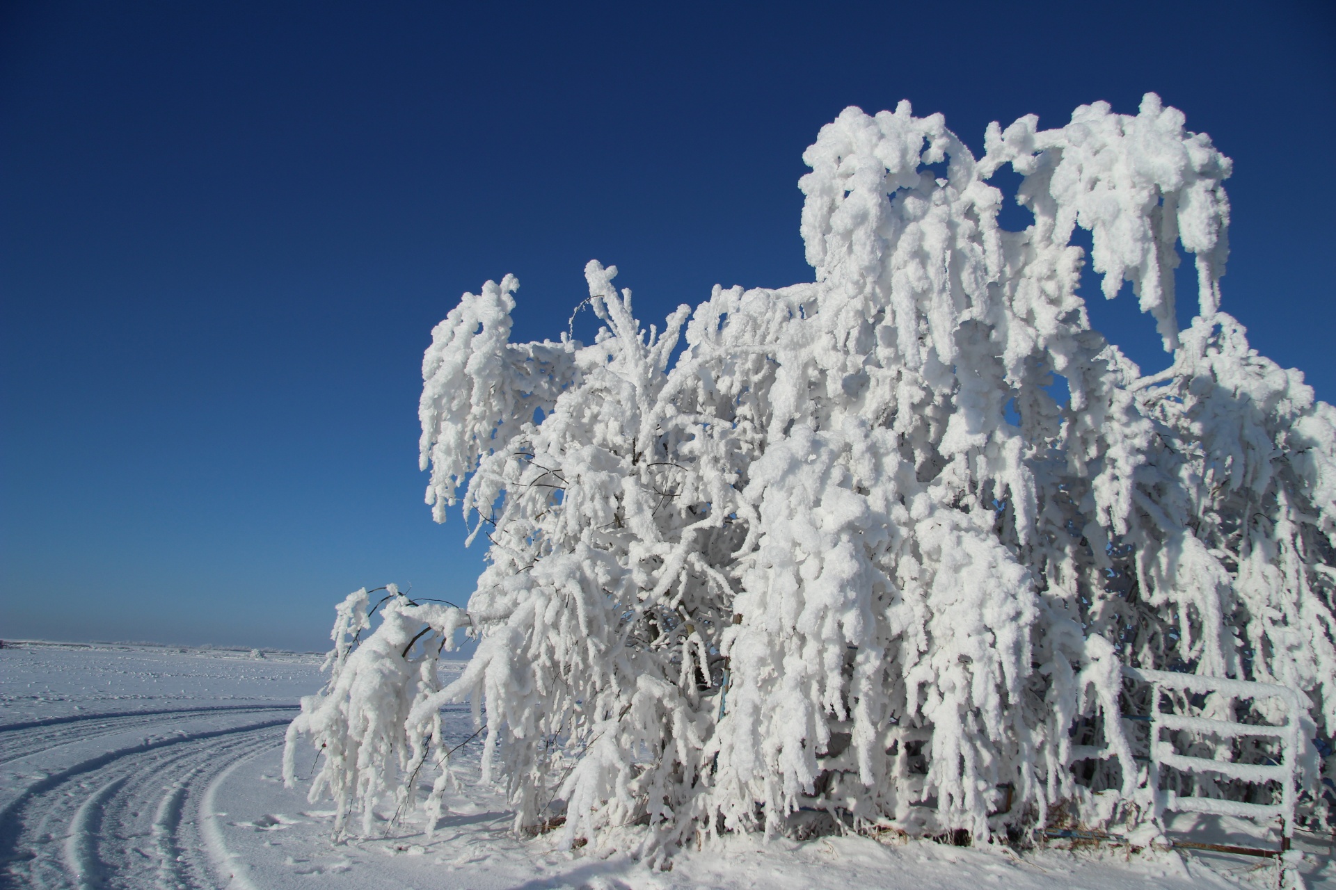 hoar frost trees free photo