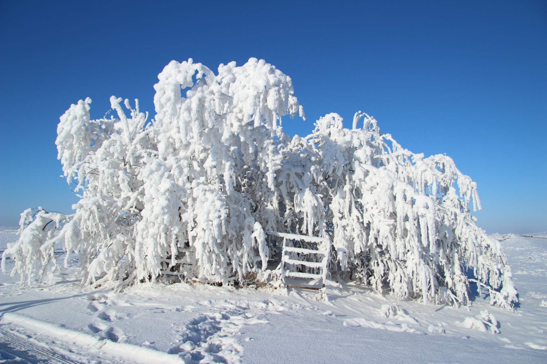 hoar frost trees free photo