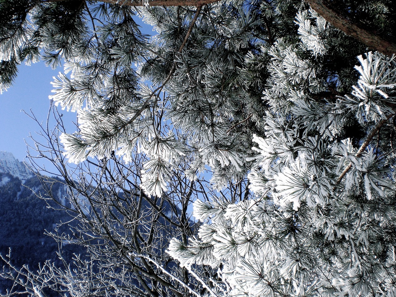 hoarfrost cold frost free photo