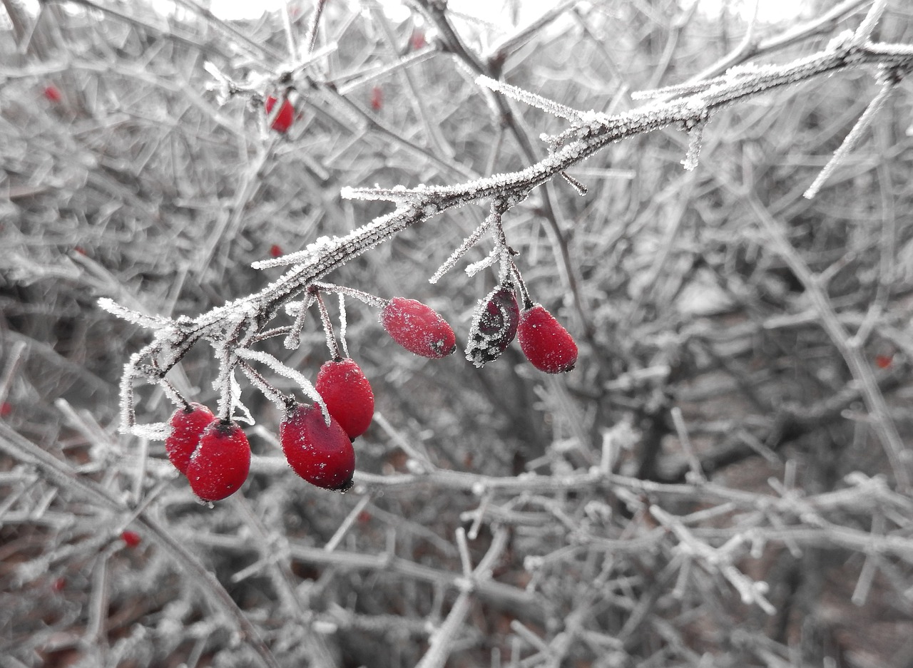 hoarfrost winter magic cold free photo