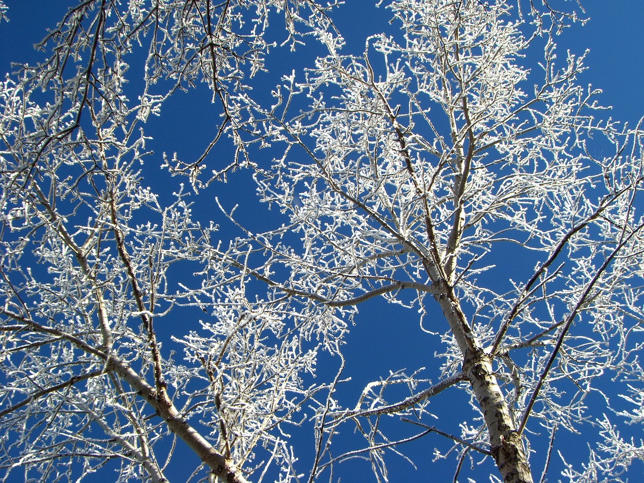 hoarfrost tree winter free photo