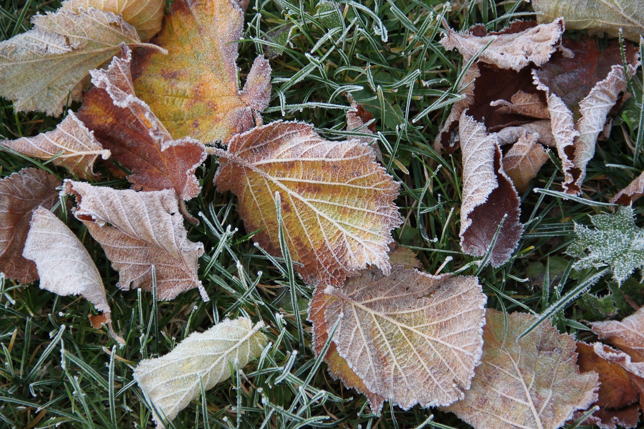 hoarfrost frost ripe free photo