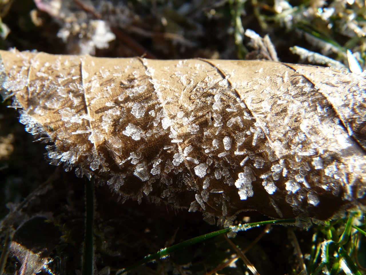 hoarfrost frost eiskristalle free photo