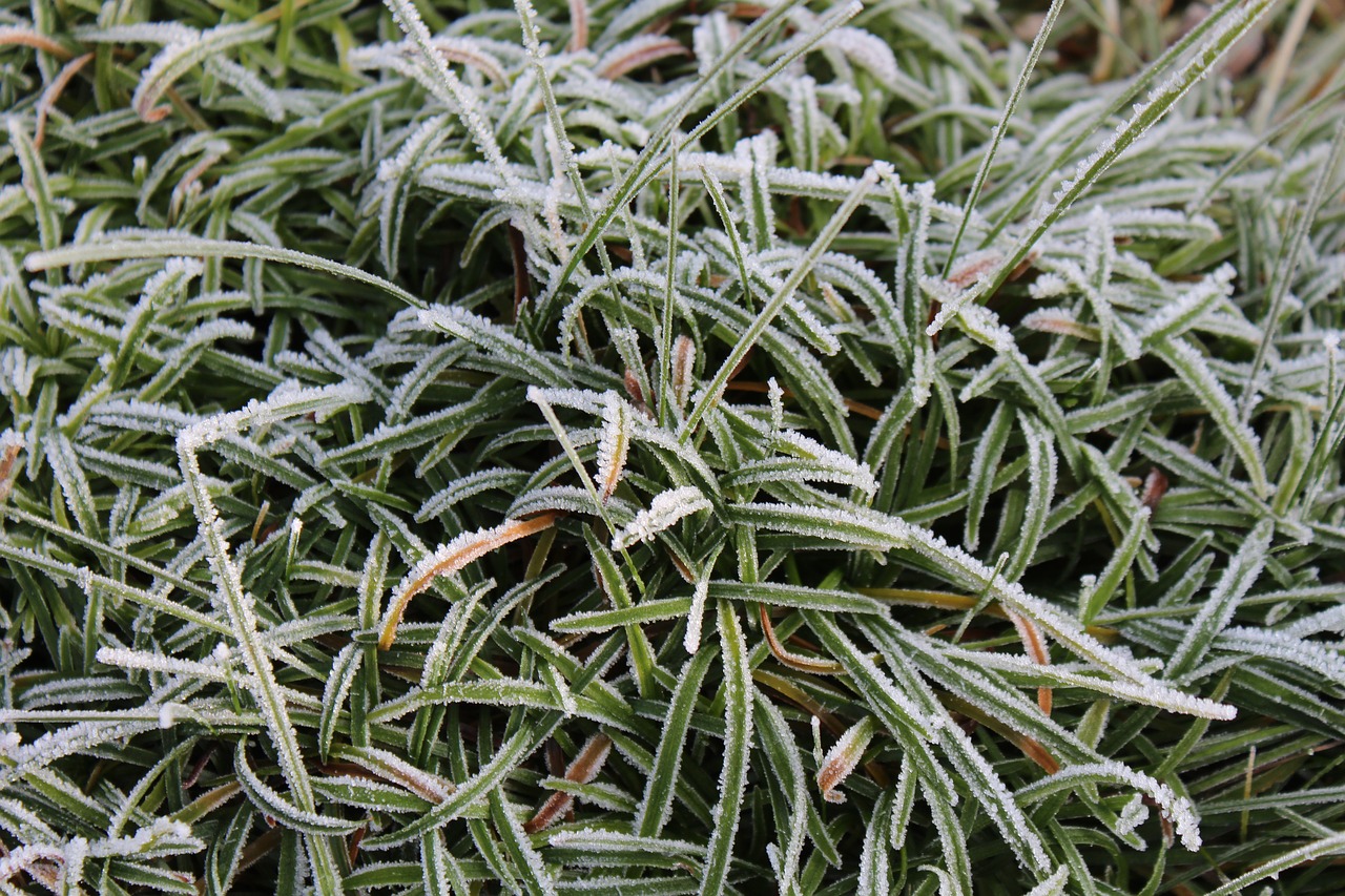 hoarfrost grass frozen free photo