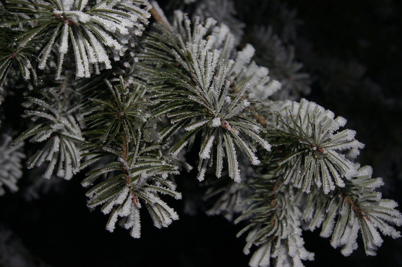 hoarfrost frost winter free photo