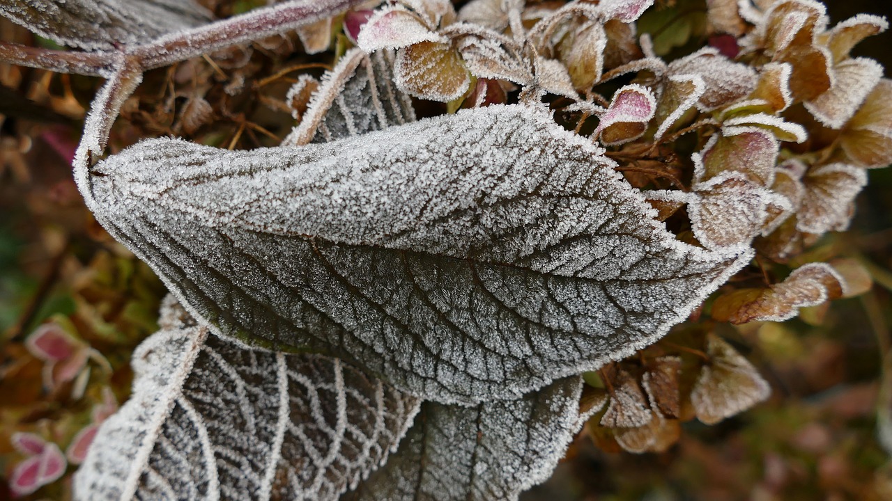 hoarfrost frost leaf free photo