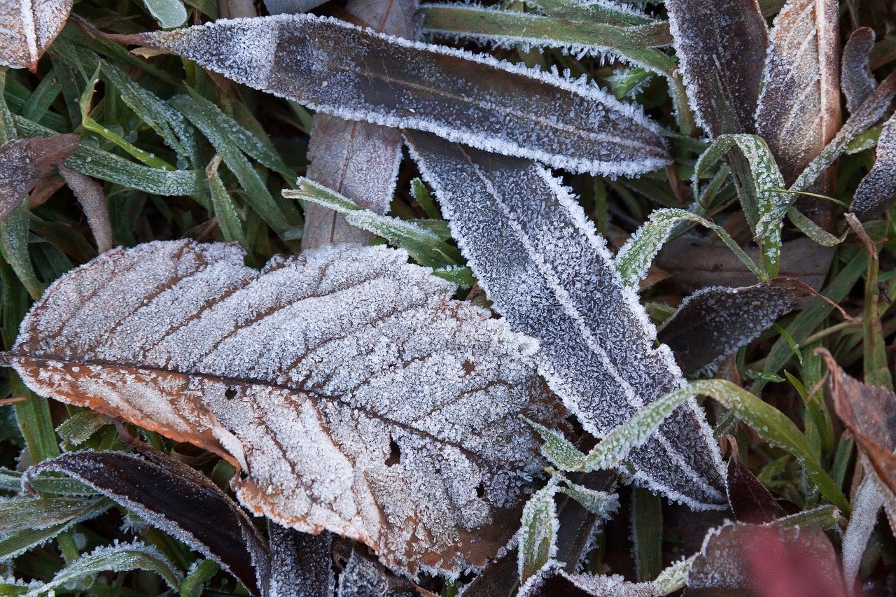 hoarfrost leaves autumn free photo