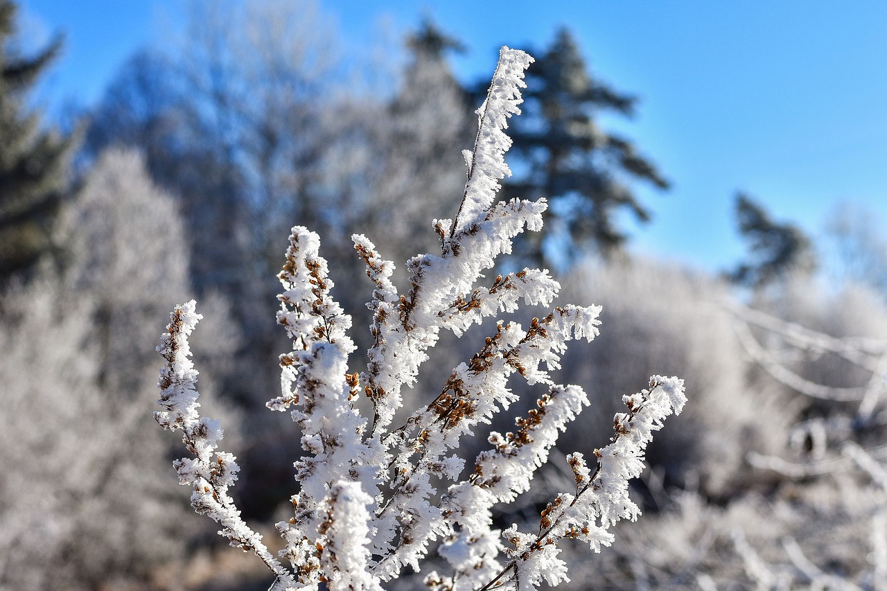 hoarfrost winter crystal free photo