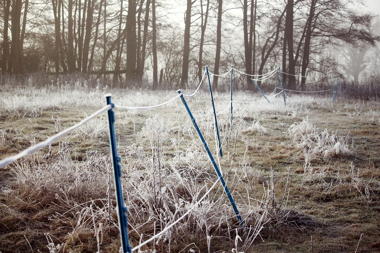 hoarfrost fence winter free photo
