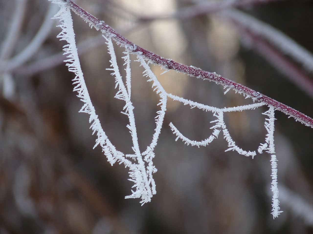 hoarfrost frost cold free photo