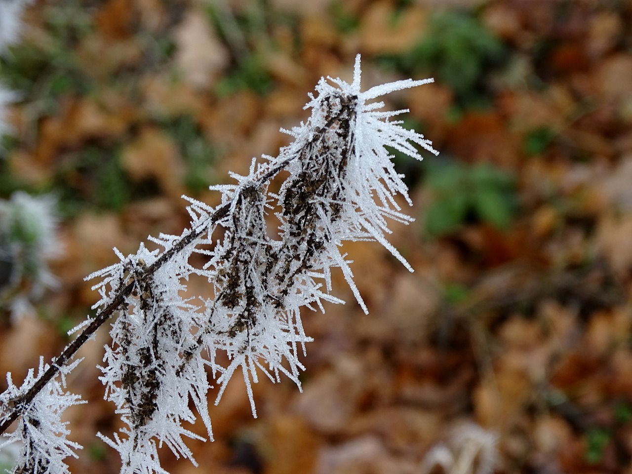 hoarfrost frost frozen free photo
