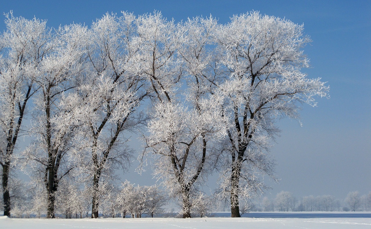 hoarfrost winter cold free photo