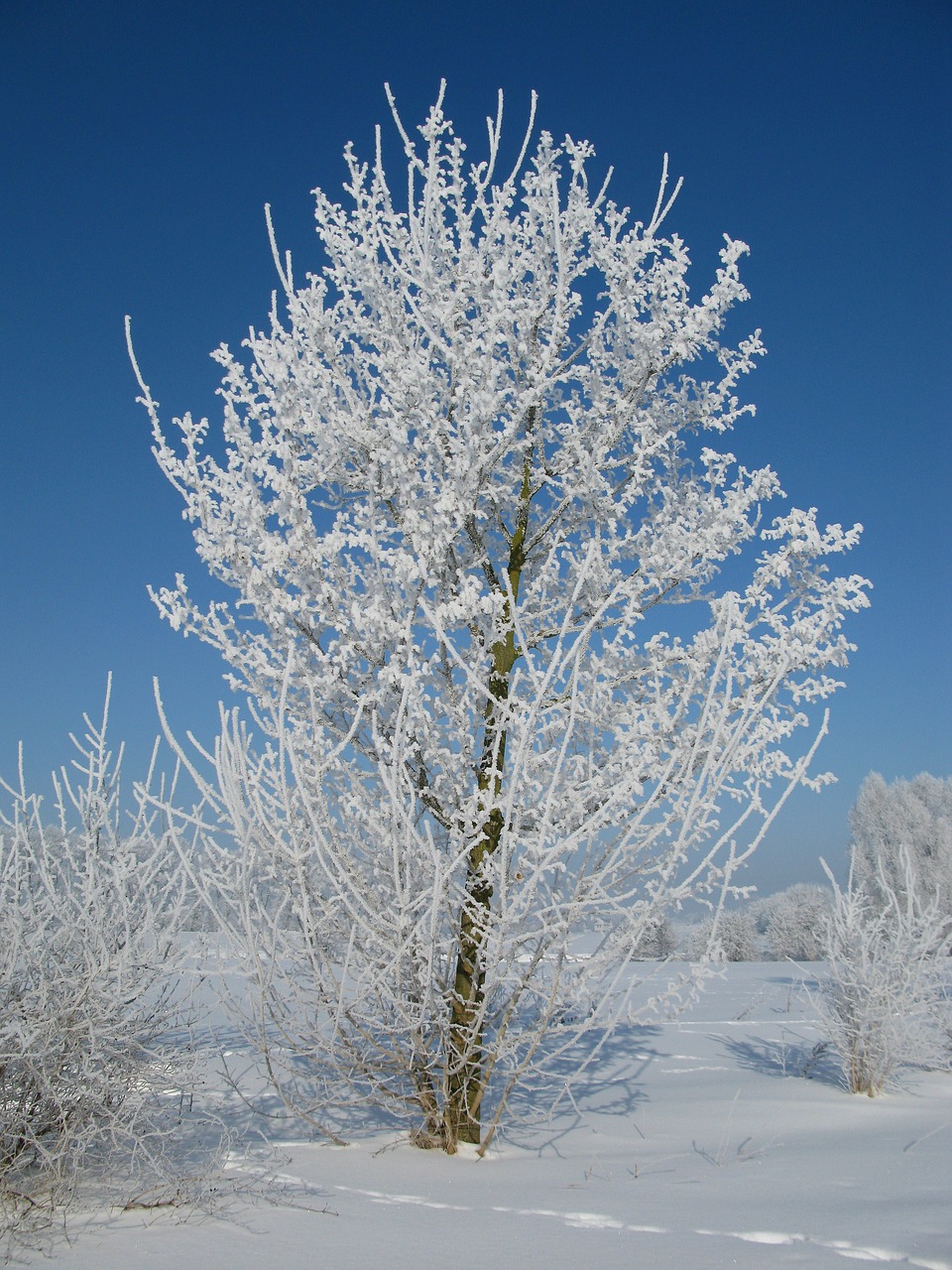 hoarfrost winter cold free photo
