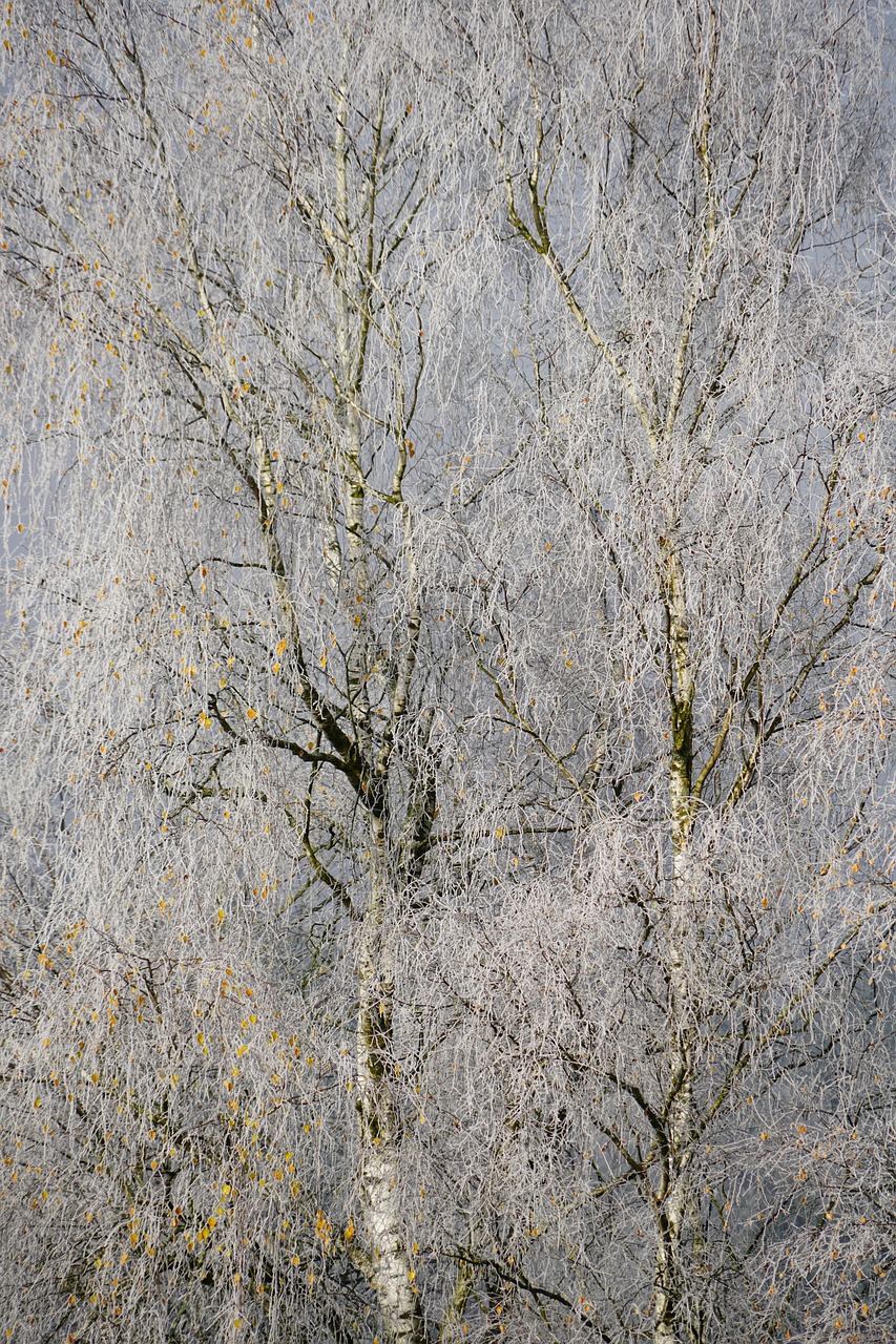 hoarfrost cold winter free photo