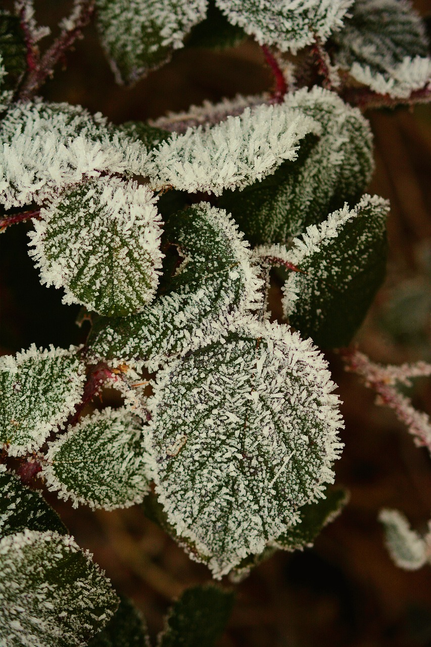 hoarfrost leaves frozen free photo