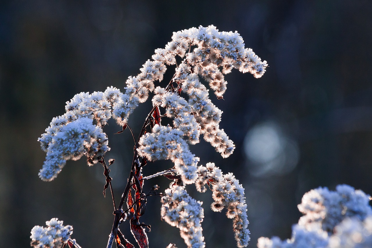 hoarfrost frost winter free photo