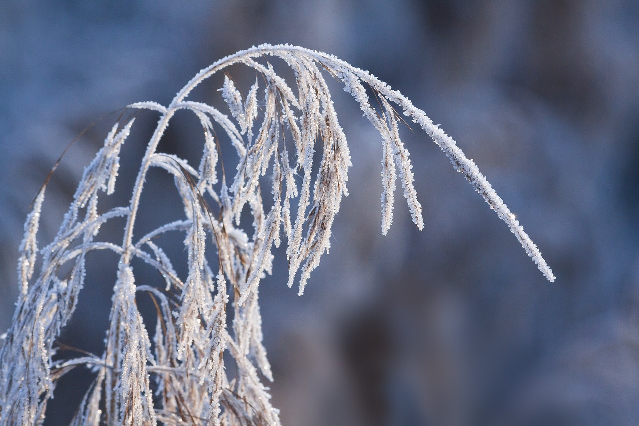 hoarfrost frost winter free photo