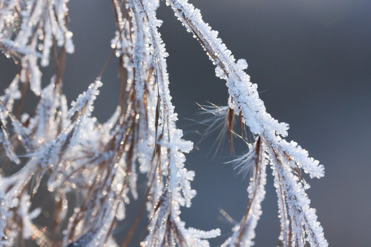 hoarfrost frost winter free photo